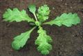 groundsel